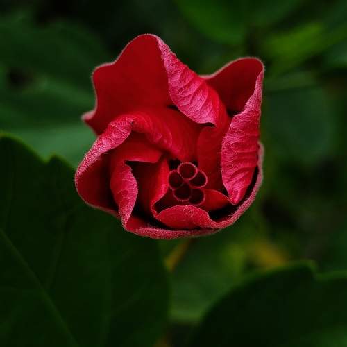 Hibiscus