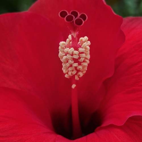 Hibiscus