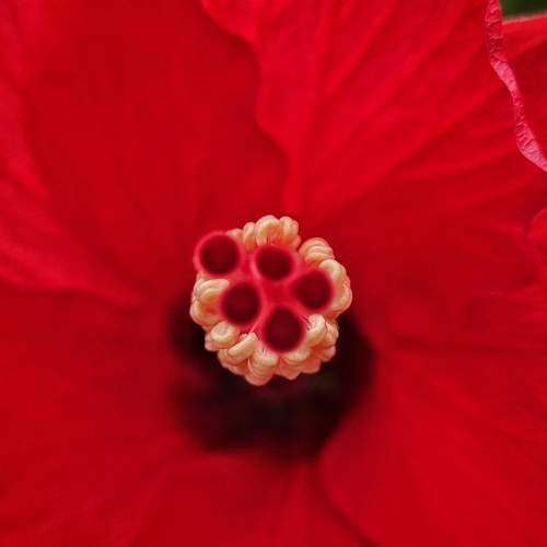 Hibiscus