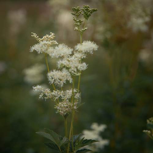 Photo #10955977