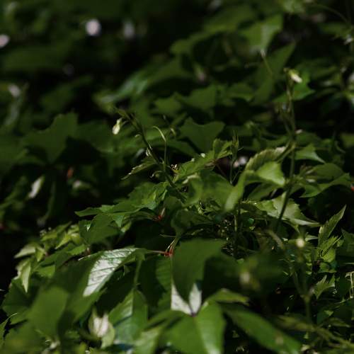 Photo #10955984