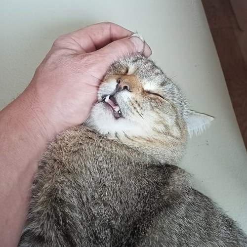 Photo #10955985