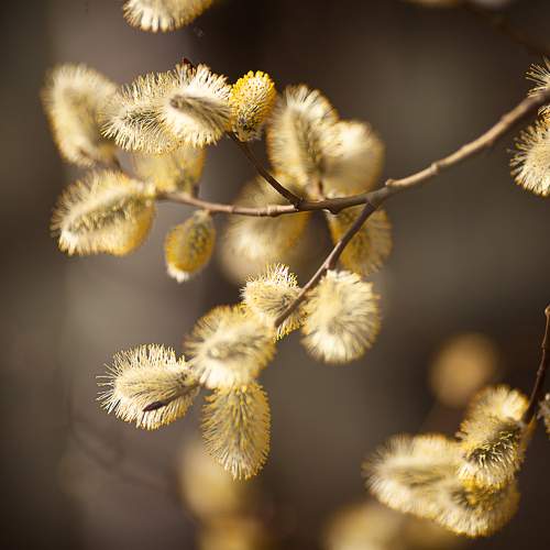 Photo #10955991