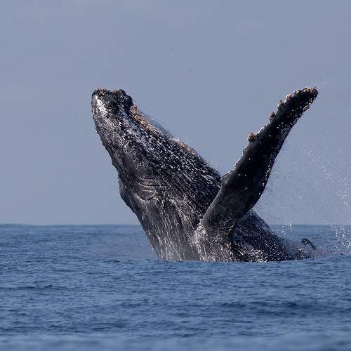 Photo #10956198