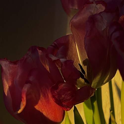 Photo #10956416