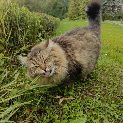 Photo #10956731