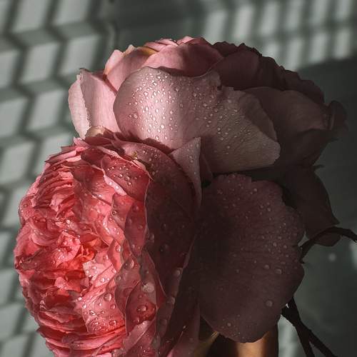 Photo #10956870
