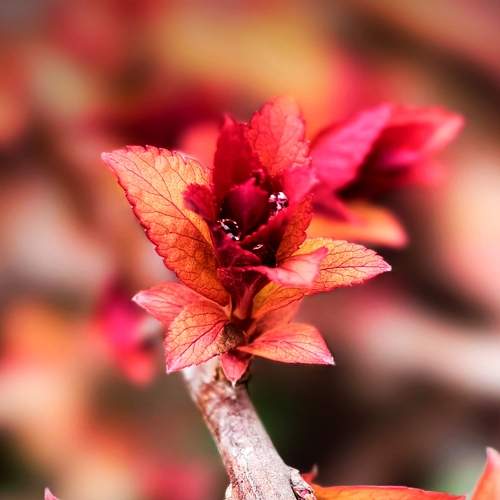 Photo #10958115