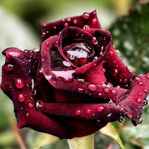 Photo #10958619