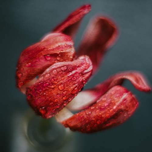 Photo #10958660