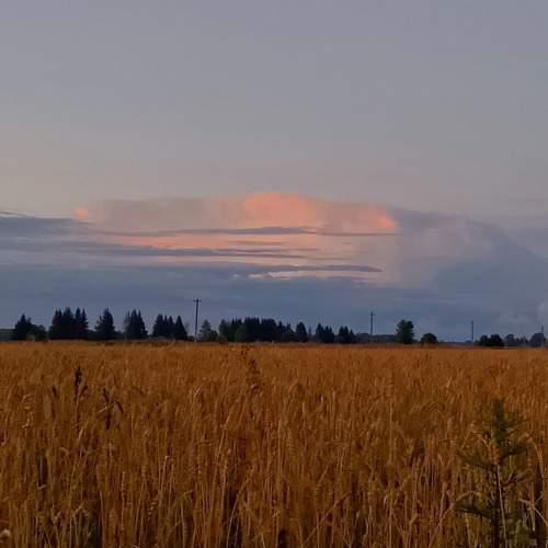Photo #10960454