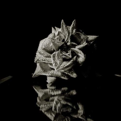 Photo #10960465