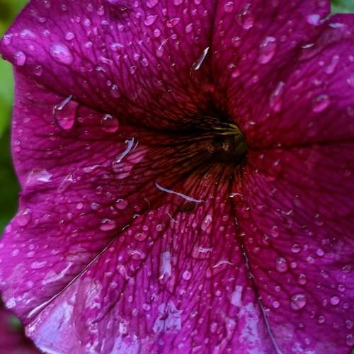 Photo #10961033