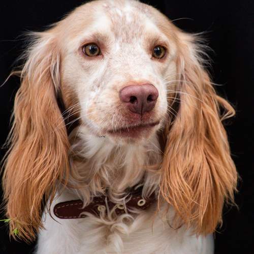 Photo #10962028