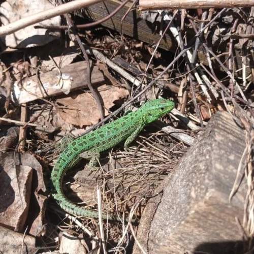 Photo #10962040