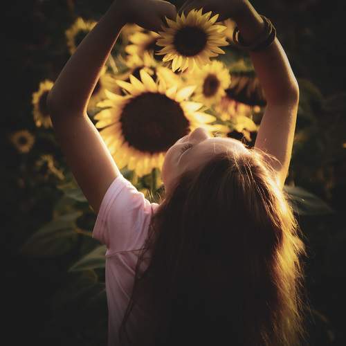Sunflower heart