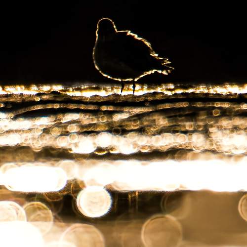 Plover in sunset