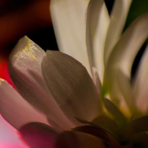Little white flower.