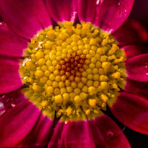 Lonely flower.