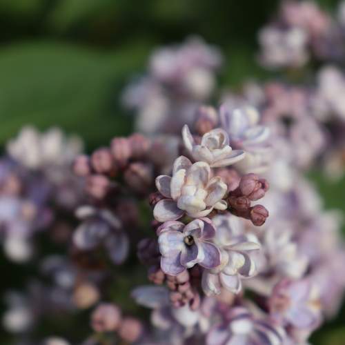 Photo #10963864