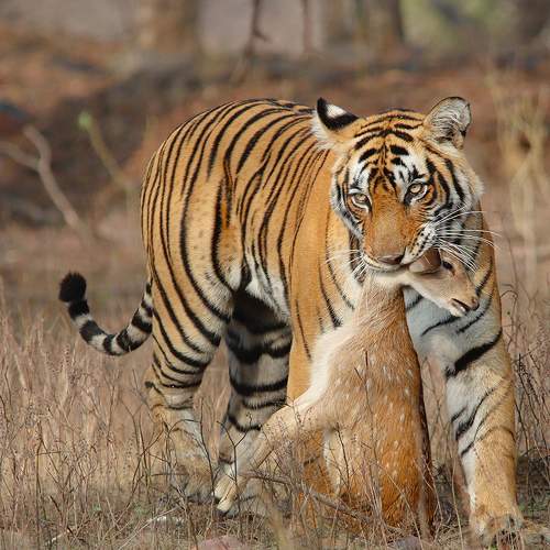 Tigress with Kill
