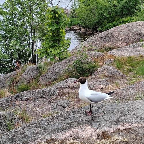Photo #10964659