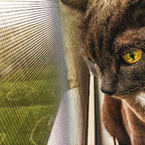 Photo #10964785