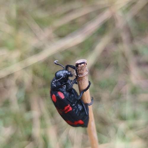 Photo #10964995