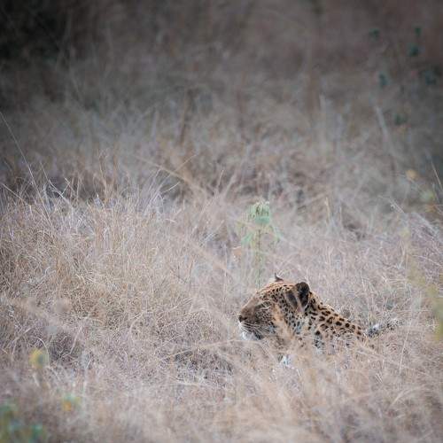 Photo #10966614