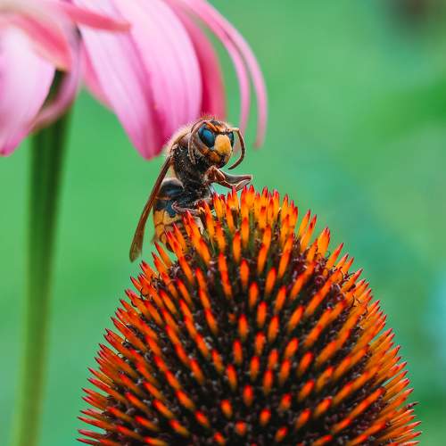 Photo #10967934