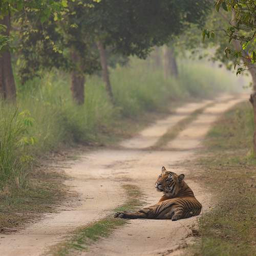 Roadblock