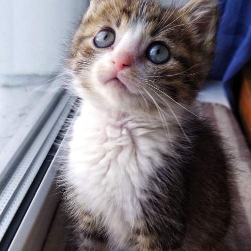 Photo #10968595
