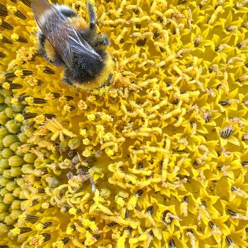 Photo #10969119