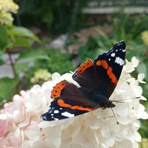 Photo #10969875