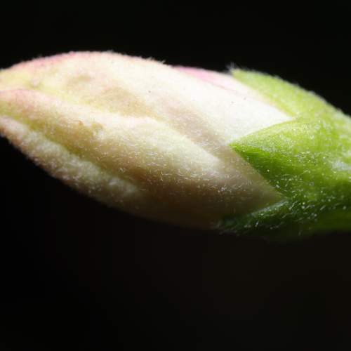 Photo #10970155