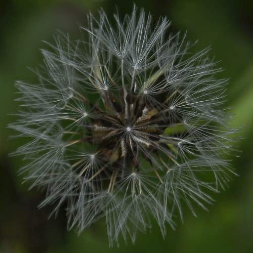 Photo #10970832
