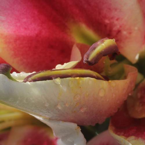 Photo #10971475