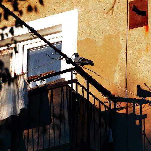 Photo #10971621