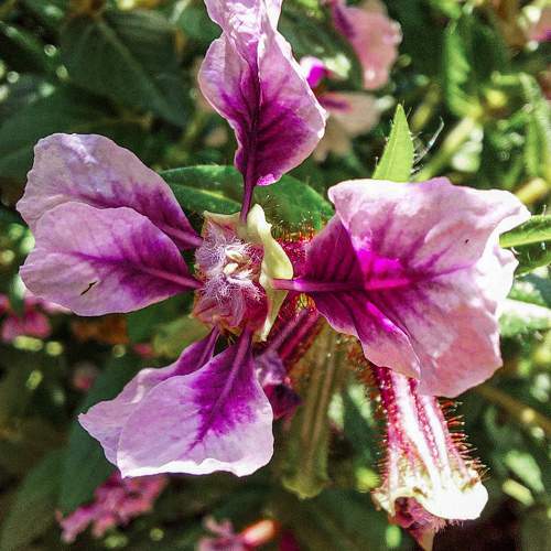 Photo #10972403