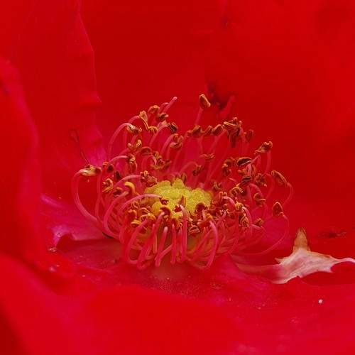Photo #10973065