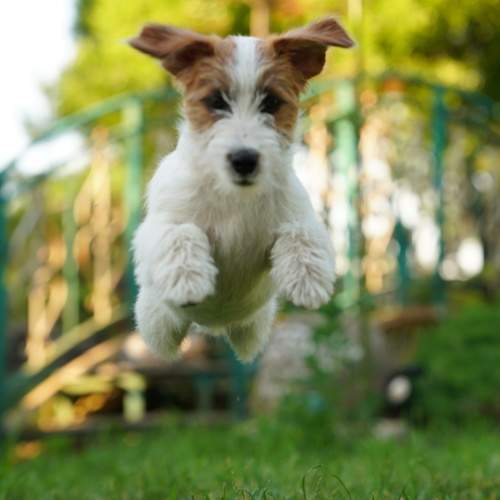 Photo #10973232