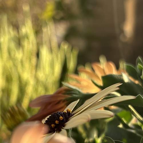 Photo #10973236