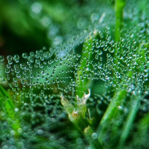 Dewdrops on a cobweb