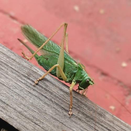 Photo #10974685