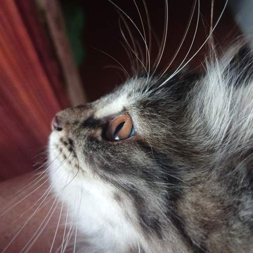 Photo #10975246