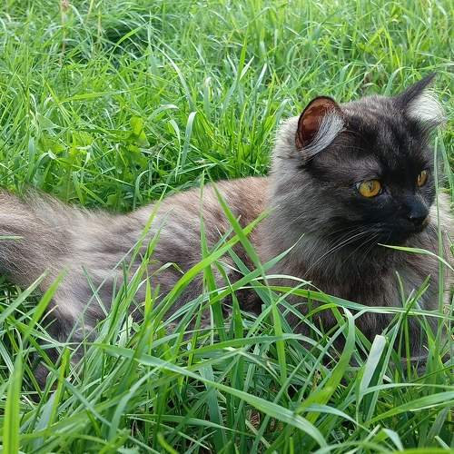 Photo #10975288