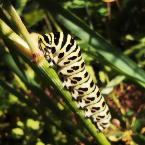 Photo #10975523