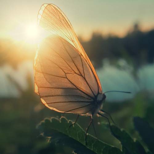 Photo #10975556