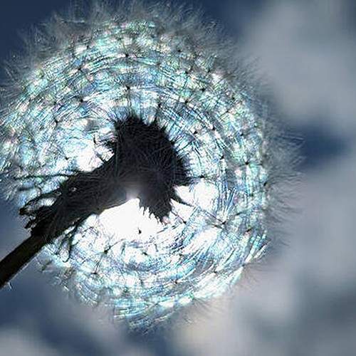 Dandelion in the sunlight