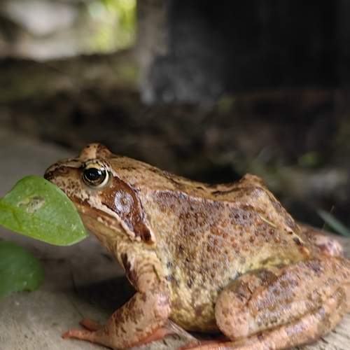 Photo #10976734
